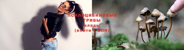 прущие грибы Магас
